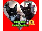 Chip & Dale American Bobtail Kitten Male