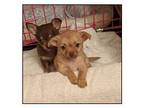 celeste & Celine Chihuahua Puppy Female