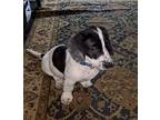 Elvis Basset Hound Puppy Male