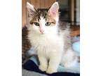Carmine Domestic Mediumhair Kitten Male