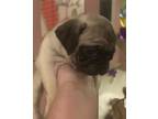 Pug Puppy for Sale - Adoption, Rescue