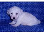 Bichon Frise Puppy for Sale - Adoption, Rescue