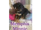 Blues Litter 'Memphis Minnie Pit Bull Terrier Puppy Female