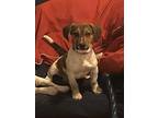 Dalton Jack Russell Terrier Puppy Male