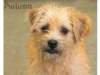 Autumn Wirehaired Fox Terrier Young Female