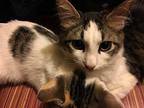 Patches American Shorthair Kitten Female