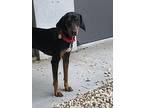 Raven Black and Tan Coonhound Adult Female