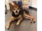 Reggie - Special Needs Senior Chihuahua Senior Male