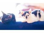 Sailor and Emma: Adorable Kittens! Bombay Kitten Female