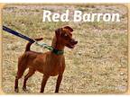 Red Barron Miniature Pinscher Puppy Male