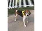 Griffin Treeing Walker Coonhound Young Male