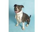 Dyson American Pit Bull Terrier Adult Male