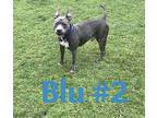 Blu # 2 American Pit Bull Terrier Senior Male