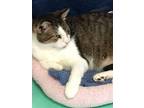 Pinto Domestic Shorthair Adult Male
