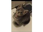 James-ADOPTION PENDING American Shorthair Young Male