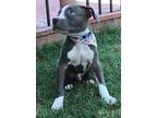 CHICO Pit Bull Terrier Puppy Male