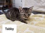 Tabby Domestic Shorthair Kitten Male