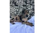 Ailey *ADOPTION PENDING* Catahoula Leopard Dog Puppy Female