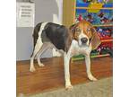 Orchid Treeing Walker Coonhound Adult Female