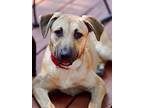 Tracy RBT Black Mouth Cur Puppy Female