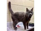 1905-1534 Sam (Special Needs + Declaw)) Russian Blue Senior Male