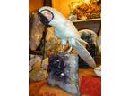 Beautiful Natural Huge Mineral Gemstone Macaw Parrot Bird Carving