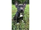 Rayle Pit Bull Terrier Puppy Female
