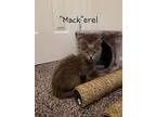 Markele Domestic Longhair Kitten Male