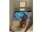Baby American Pit Bull Terrier Adult Female