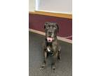Groot Cane Corso Adult Male