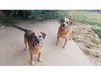 Mutt and Jeff Shepherd (Unknown Type) Adult Male