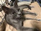 Elista Russian Blue Young Female