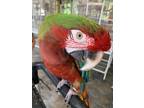 Adopt Bojangles a Macaw