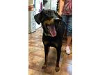 Whiskey Doberman Pinscher Young Male