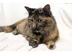Cora Maine Coon Adult Female