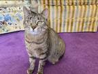 Adopt Destiny a Brown Tabby Domestic Shorthair (short coat) cat in Hanover