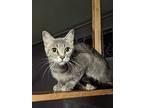 Miss Kitty American Shorthair Young Female