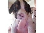 Mickey_2019 Beagle Puppy Male