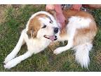 Sampson Great Pyrenees Adult Male