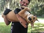Tank Mastiff Puppy Male
