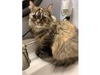 Darcy Maine Coon Adult Female