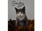 Smoky Domestic Shorthair Kitten Male