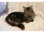 Melody Maine Coon Kitten Female