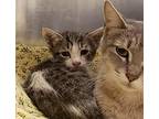 Figaro This Pair Came Into The Shelter As StraysFigaro Is Celestes Adorable Son The Price To Adopt Is 35which Includes Adoption Fee Neuter  Rabies Vac