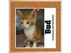 Bud American Bobtail Kitten Male
