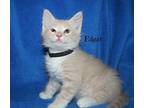 Edgar Domestic Mediumhair Kitten Male