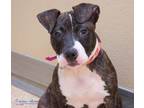 Blue American Pit Bull Terrier Puppy Female