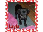 Layla Labrador Retriever Puppy Female