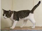 Scout - Brn Tabby & White Kitten in foster care Domestic Shorthair Young Male