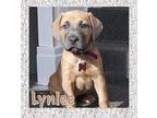 Lynlee Labrador Retriever Puppy Female